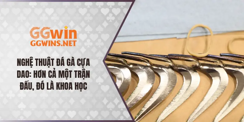 Đá Gà Cựa Dao: Hơn Cả Một Trận Đấu, Đây Là Khoa Học