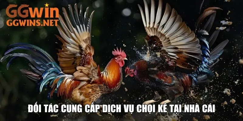 Đối tác cung cấp dịch vụ chọi kê tại nhà cái