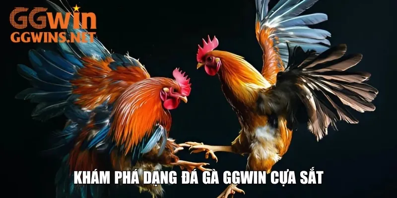 Khám phá dạng đá gà GGWIN cựa sắt